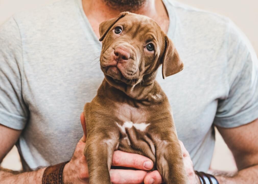 How expensive is owning a dog?